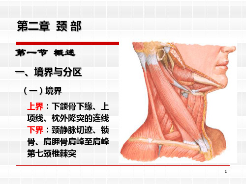 美容局部解剖学颈部