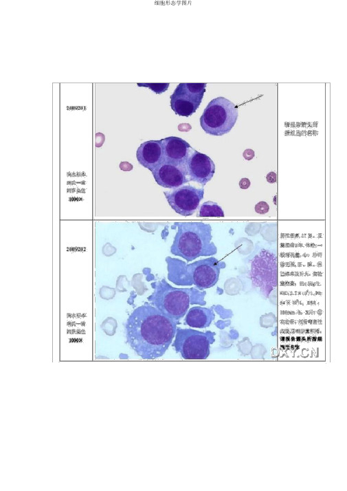 细胞形态学图片