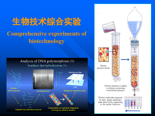 生物技术综合实验Comprehensiveexperimentsofbiotechnology