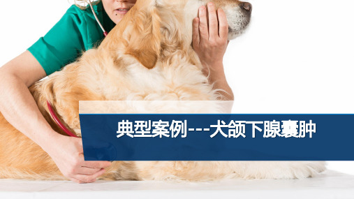 【宠物外产科病课件】犬颌下腺囊肿