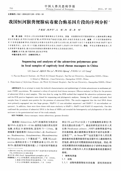 我国恒河猴粪便腺病毒聚合酶基因片段的序列分析