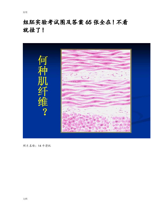 组织学与胚胎学图片