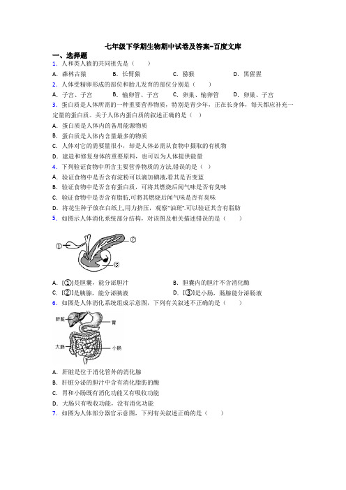 七年级下学期生物期中试卷及答案-百度文库