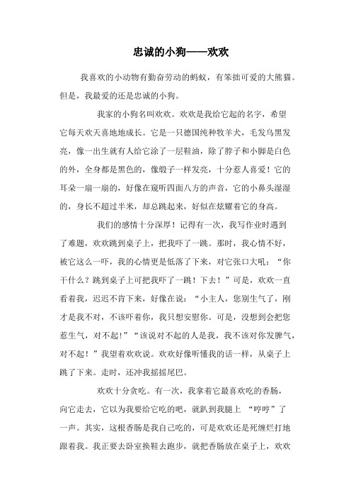 忠诚的小狗——欢欢