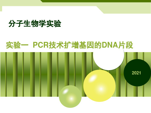 分子生物学实验 PCR技术扩增基因的DNA片段