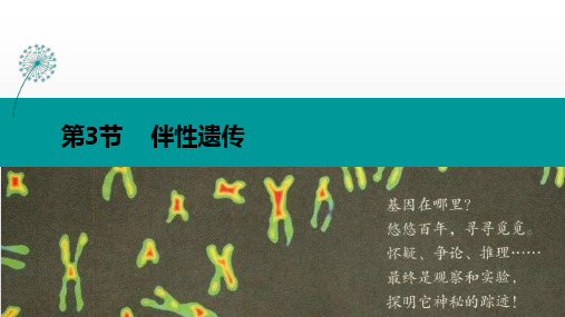 2-3伴性遗传课件 高一下学期 生物人教版必修2