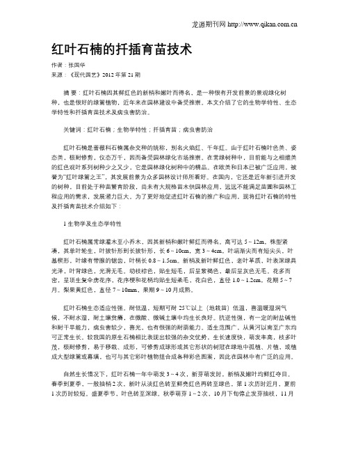红叶石楠的扦插育苗技术