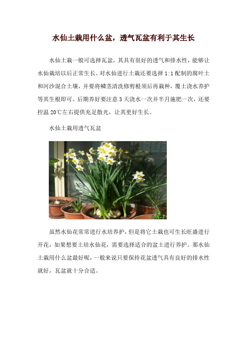 水仙土栽用什么盆,透气瓦盆有利于其生长