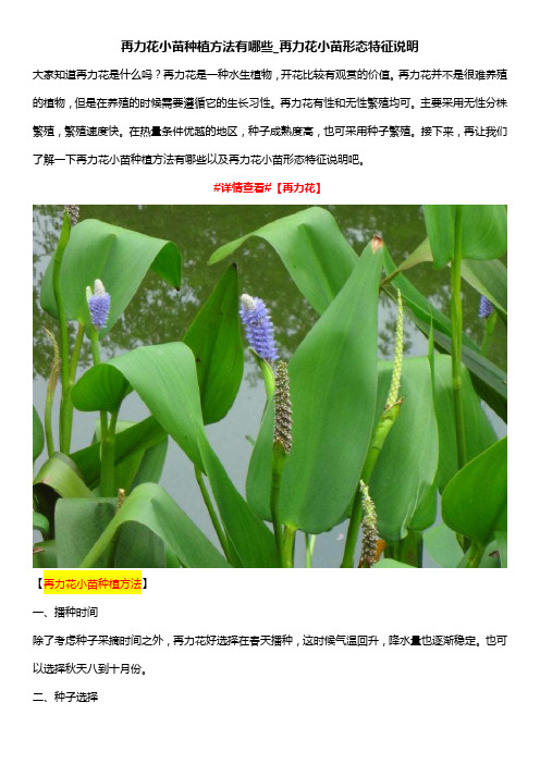 再力花小苗种植方法有哪些_再力花小苗形态特征说明