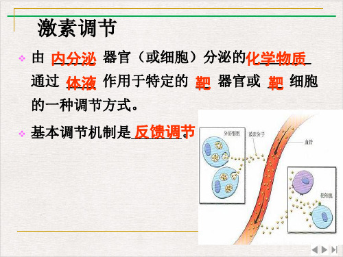 神经调节和激素调节的机制完整版PPT