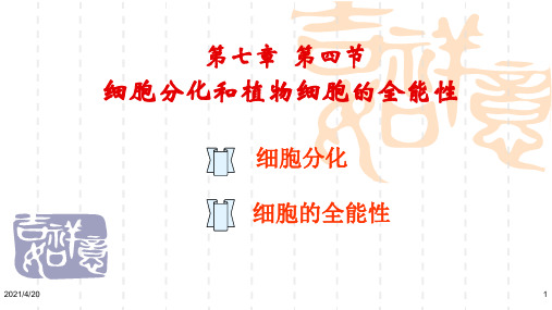 沪科版高中生命科学第二册7.4《细胞分化和植物细胞的全能性》ppt课件1