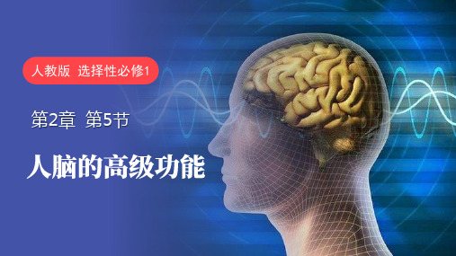 2.5人脑的高级功能课件高二上学期生物人教版选择性必修1(1)