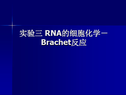 实验3+RNA的细胞化学-Brachet反应