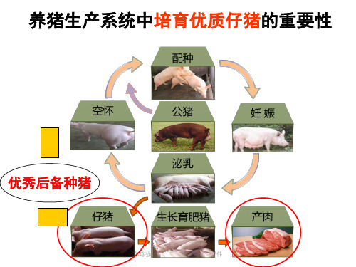 车炼强教槽料营养与营养结构课件.ppt