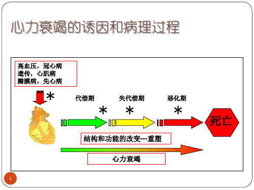 心力衰竭的信号通路-课件,幻灯,ppt