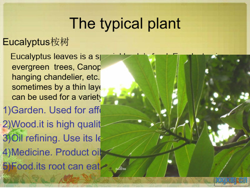 澳大利亚的动植物英文版