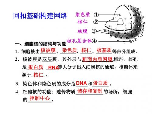 生物高考复习 第讲  细胞核和原核细胞