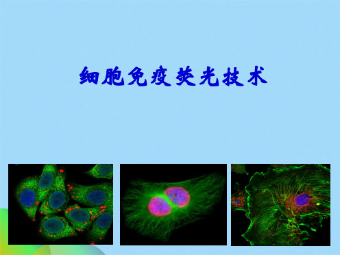 细胞免疫荧光技术(共17张PPT)