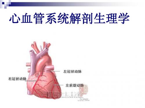 心脏的节拍生理