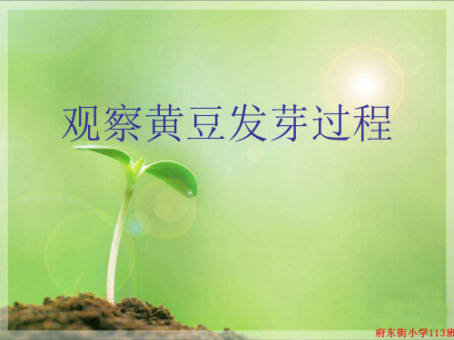 黄豆发芽过程(自作)ppt课件