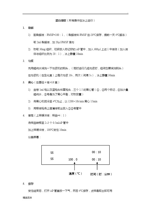 WB实验步骤详细总结