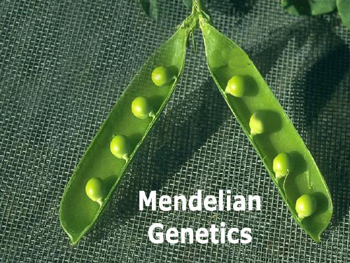 Mendelian Genetics孟德尔遗传定律英语讲稿