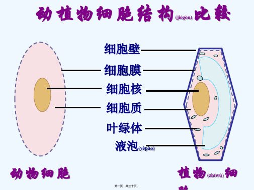 七年级生物上册第二单元第四节细胞的生活