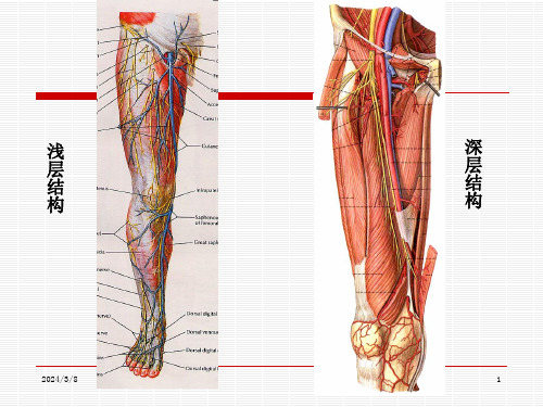 局部解剖学下肢课件ppt