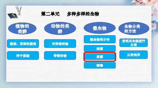 人教版生物七年级上册2.3.3《真菌》(教学课件)