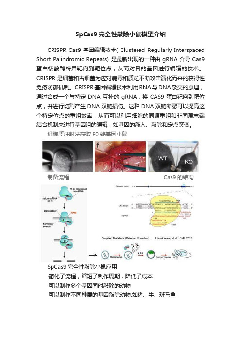 SpCas9完全性敲除小鼠模型介绍