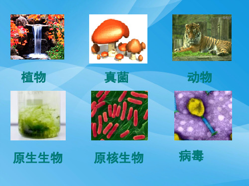 细胞的化学组成生物课件PPT