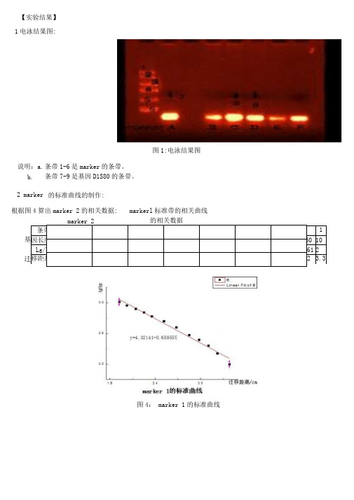 DNA指纹的遗传分析