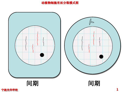 生物：《动植物细胞有丝分裂模式图》课件(浙科版必修1)