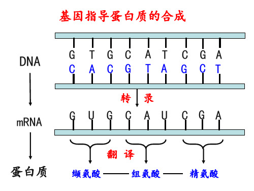 4.2 基因对性状的控制 人教版高中生物必修二PPT教学课件