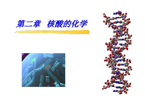 第二章 核酸的化学