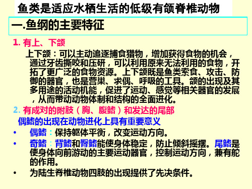 普通动物学鱼纲