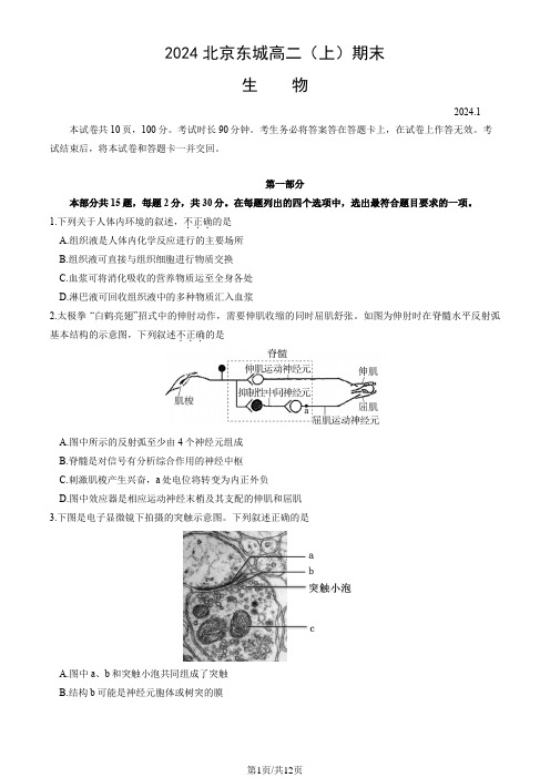 2024北京东城高二(上)期末生物试卷及答案