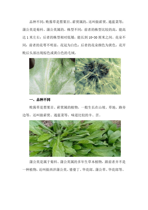 败酱草和蒲公英的区别