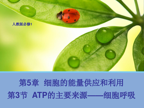 5.3 ATP的主要来源——细胞呼吸 课件