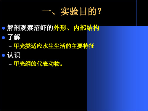 动物学实验教案7沼虾解剖