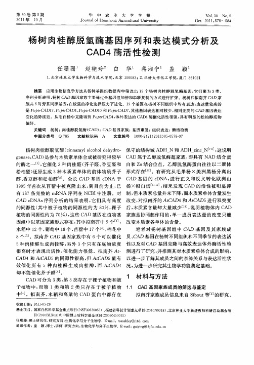 杨树肉桂醇脱氢酶基因序列和表达模式分析及CAD4酶活性检测