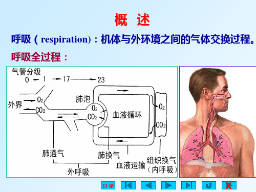 第五章呼吸(1) (1)_PPT幻灯片