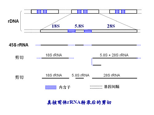 真核生物tRNA的转录后后加工