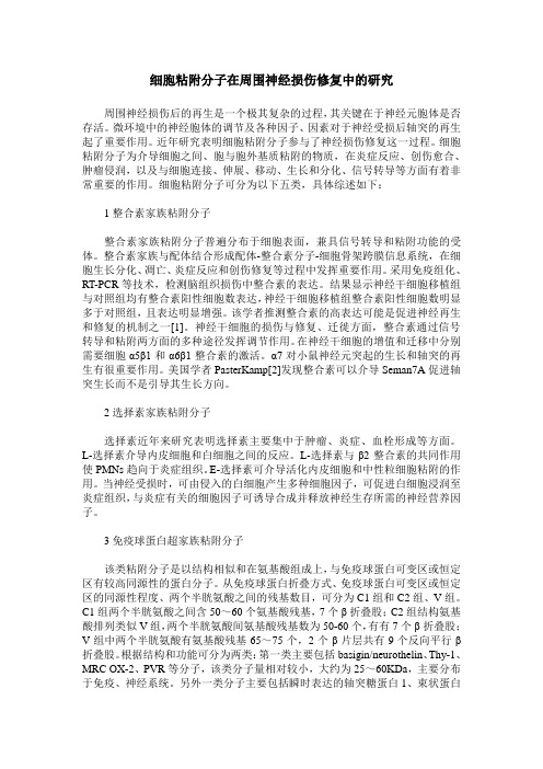 细胞粘附分子在周围神经损伤修复中的研究