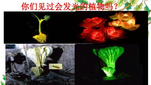 人教版小学语文四年级上册《选读课文 8 人造发光植物》公开课PPT课件_3