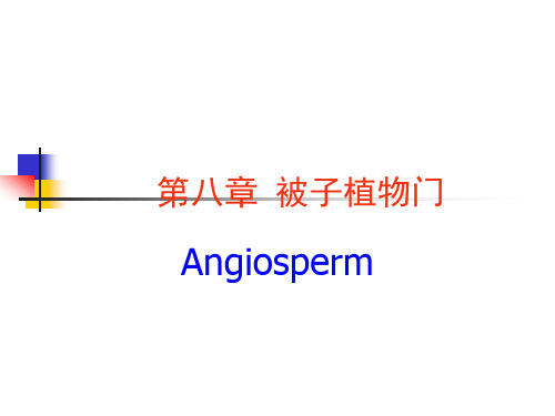 被子植物双子叶植物纲