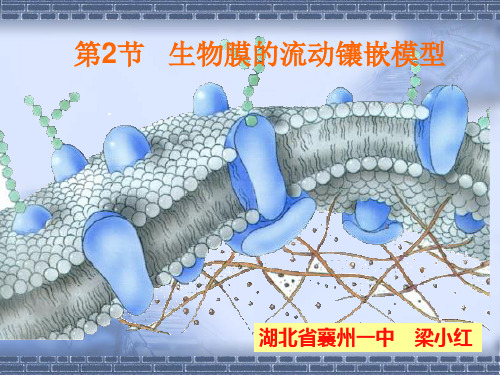 人教版高中生物必修一第四章第2节《生物膜的流动镶嵌模型》 课件 (共32张PPT)