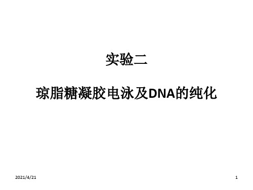 实验琼脂糖凝胶电泳及DNA纯化