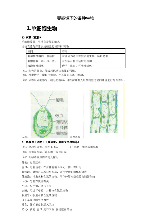 显微镜下的各种生物.