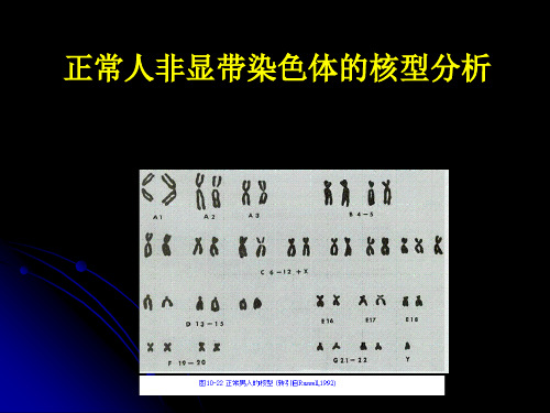 核型分析